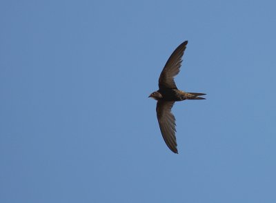 Blek tornseglare [Pallid Swift] (IMG_0170) (