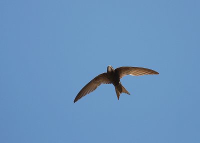 Blek tornseglare [Pallid Swift] (IMG_0192)