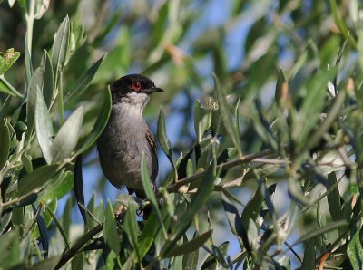 Sammetshtta [Sardinian Warbler] (IMG_0307)