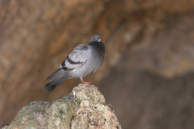 Klippduva [Rock Pigeon] (IMG_0347)