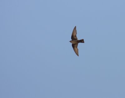 Klippsvala [Eurasian Crag Martin] (IMG_0377)