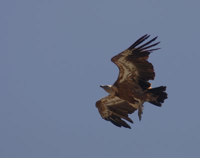 Gsgam [Eurasian Griffon Vulture] (IMG_0488)