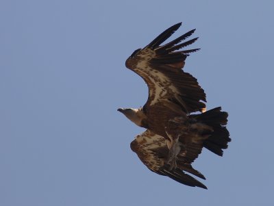 Gsgam [Eurasian Griffon Vulture] (IMG_0491)