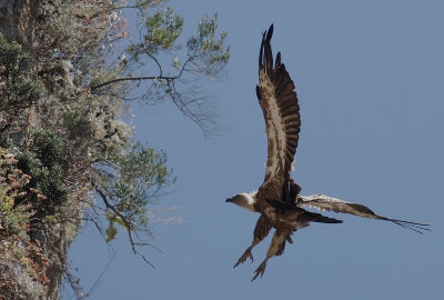 Gsgam [Eurasian Griffon Vulture] (IMG_0496)