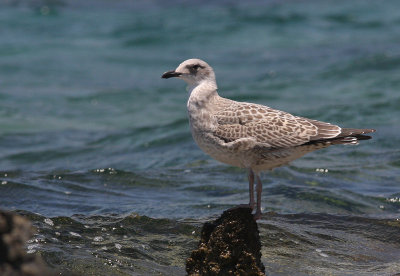 Medelhavstrut [Yellow-legged Gull] (IMG_0591)