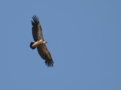 Gsgam [Eurasian Griffon Vulture] (IMG_0658)