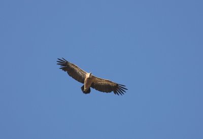 Gsgam [Eurasian Griffon Vulture] (IMG_0672)