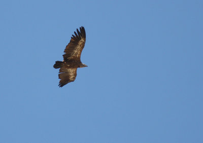 Gsgam [Eurasian Griffon Vulture] (IMG_0689)