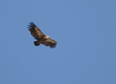 Gsgam [Eurasian Griffon Vulture] (IMG_0691)