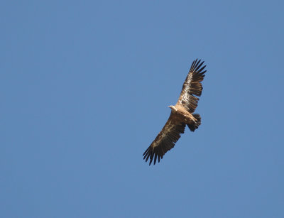 Gsgam [Eurasian Griffon Vulture] (IMG_0698)