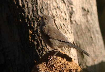 Sammetshtta [Sardinian Warbler] (IMG_0964)