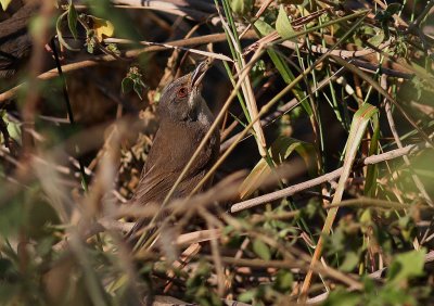 Sammetshtta [Sardinian Warbler] (IMG_1040)