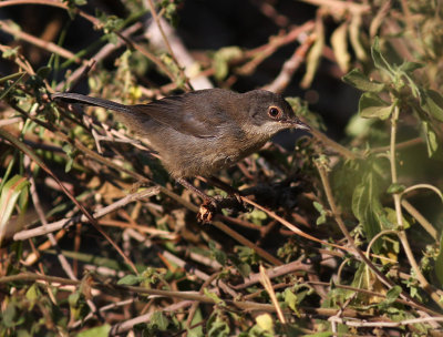 Sammetshtta [Sardinian Warbler] (IMG_1047)