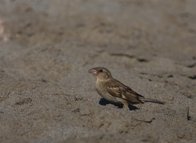 Grsparv [House Sparrow] (IMG_1197)