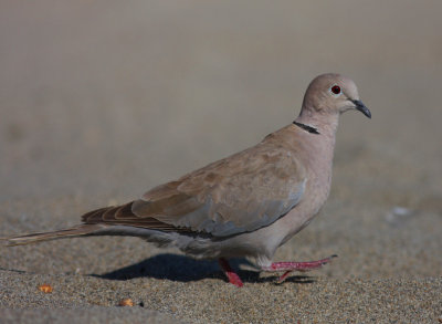 Turkduva [Eur. Collared Dove] (IMG_1211)