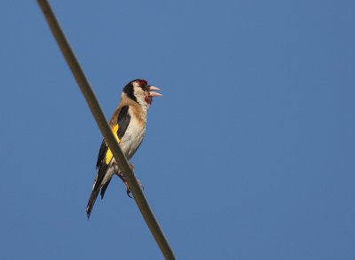 Steglits [European Goldfinch] (IMG_1218)