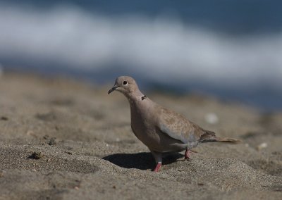 Turkduva [Eur. Collared Dove] (IMG_1239)