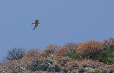 Pilgrimsfalk [Peregrine Falcon] (IMG_1394)