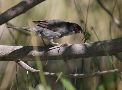 Sammetshtta [Sardinian Warbler] (IMG_1536)