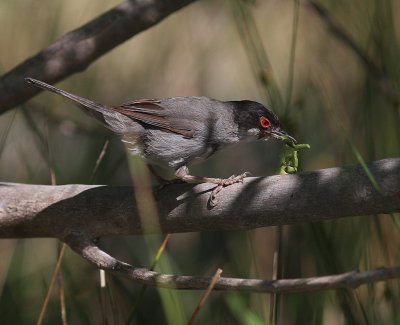 Sammetshtta [Sardinian Warbler] (IMG_1539)