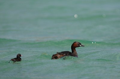 Smdopping [Little Grebe] (IMG_1645)