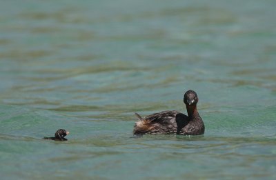 Smdopping [Little Grebe] (IMG_1655)
