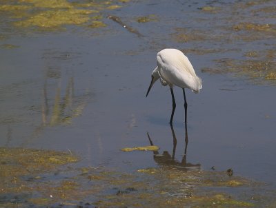 Silkeshger [Little Egret] (IMG_1730)