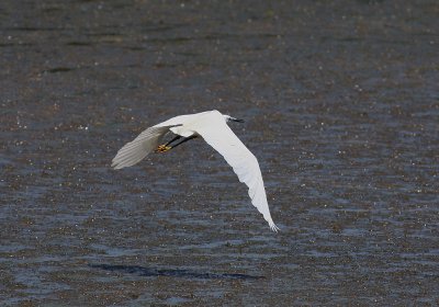 Silkeshger [Little Egret] (IMG_1732)