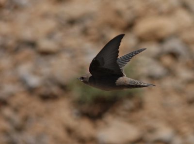 Klippsvala [Eurasian Crag Martin] (IMG_1782)