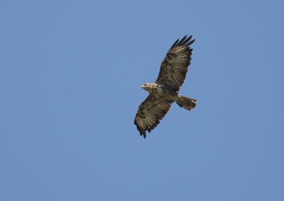 Ormvrk [Common Buzzard] (IMG_2228)