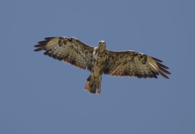 Ormvrk [Common Buzzard] (IMG_2236)