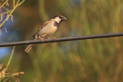 Grsparv [House Sparrow] (IMG_2289)