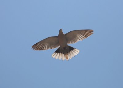 Turkduva [Eur. Collared Dove] (IMG_2295)