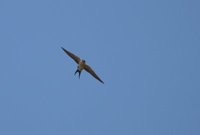 Rostgumpsvala [Red-rumped Swallow] (IMG_2360)