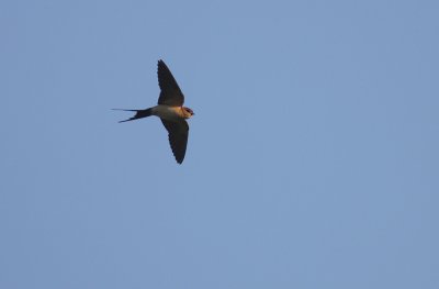Rostgumpsvala [Red-rumped Swallow] (IMG_2451)