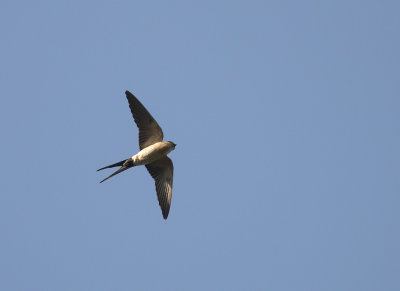 Rostgumpsvala [Red-rumped Swallow] (IMG_2517)