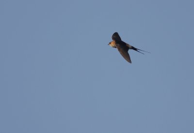 Rostgumpsvala [Red-rumped Swallow] (IMG_2523)