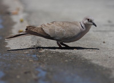 Turkduva [Eur. Collared Dove] (IMG_9705)