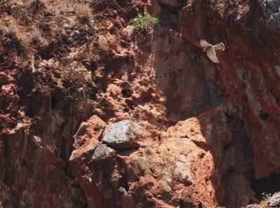 Tornfalk [Common Kestrel] (IMG_9740)