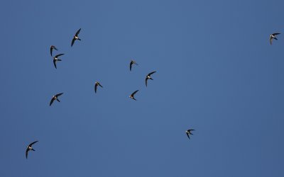 Alpseglare [Alpine Swift] (IMG_9954)