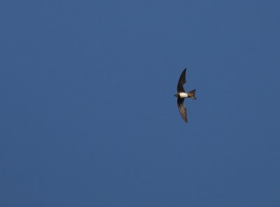 Alpseglare [Alpine Swift] (IMG_9958)