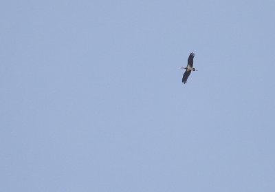 Svart stork [Black Stork] (IMG_0088)