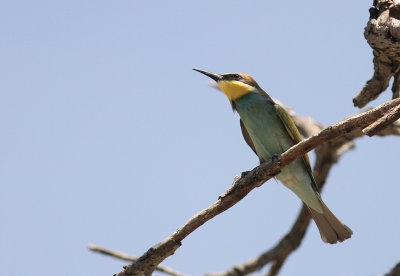 Bitare [European Bee-eater] (IMG_0110)