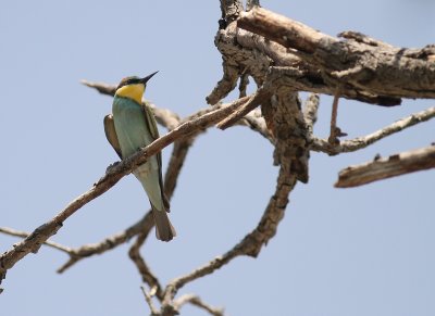 Bitare [European Bee-eater] (IMG_0128)