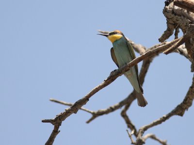 Bitare [European Bee-eater] (IMG_0131)