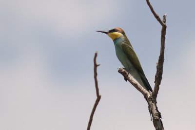 Bitare [European Bee-eater] (IMG_0156)