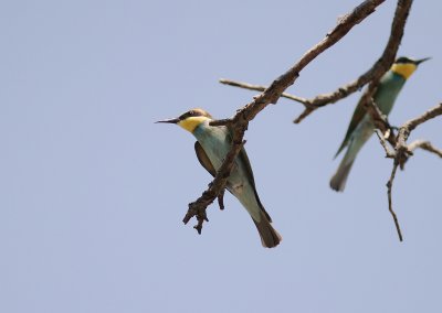 Bitare [European Bee-eater] (IMG_0166)