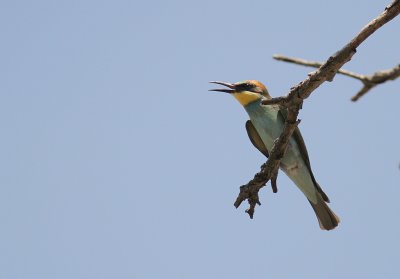 Bitare [European Bee-eater] (IMG_0172)