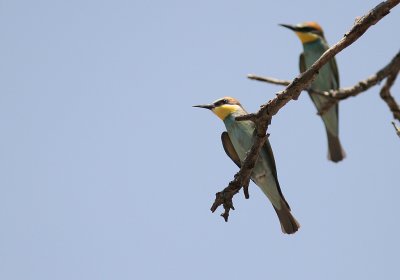 Bitare [European Bee-eater] (IMG_0179)
