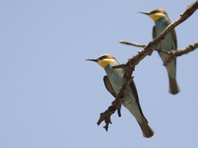 Bitare [European Bee-eater] (IMG_0180)